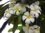 flower3.JPG